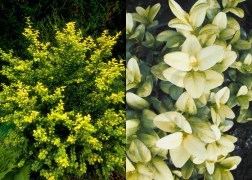 Buxus sempervirens aurea / Arany buxus, puszpáng